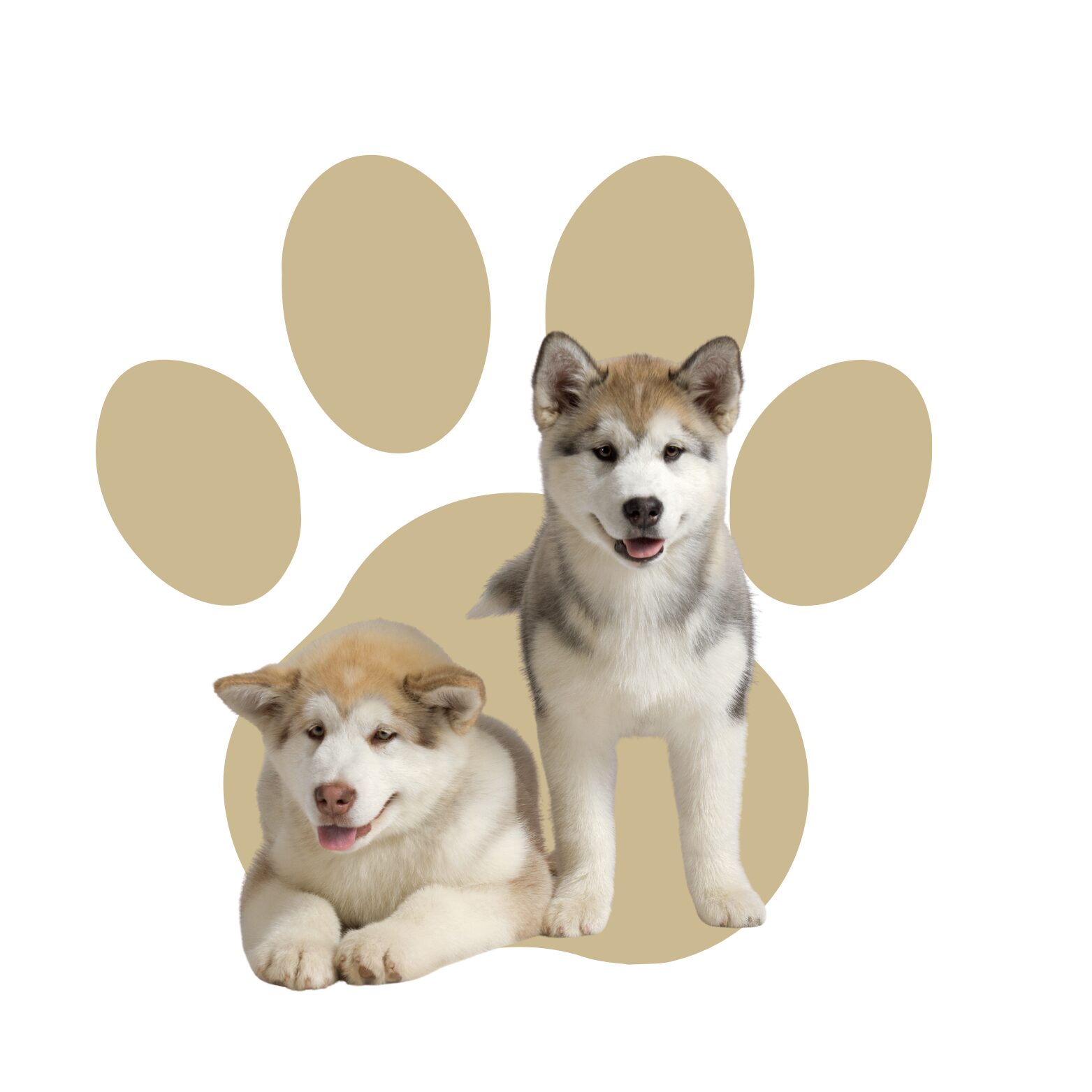 Transport sigur pentru câini și pisici