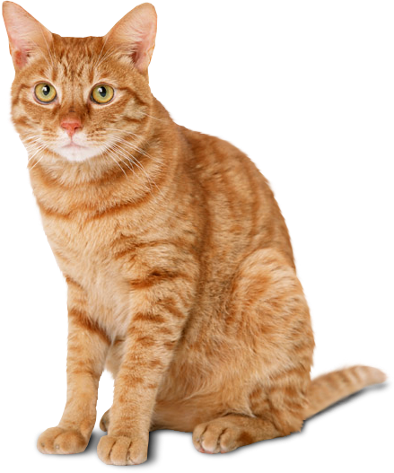 Transport internațional câini și pisici